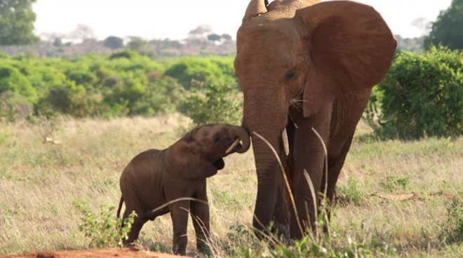 新 AirPods 渲染图曝光,或将采用黑白灰金四种配色 新 AirPods 渲染图曝光,或将采用黑白灰金四种配色