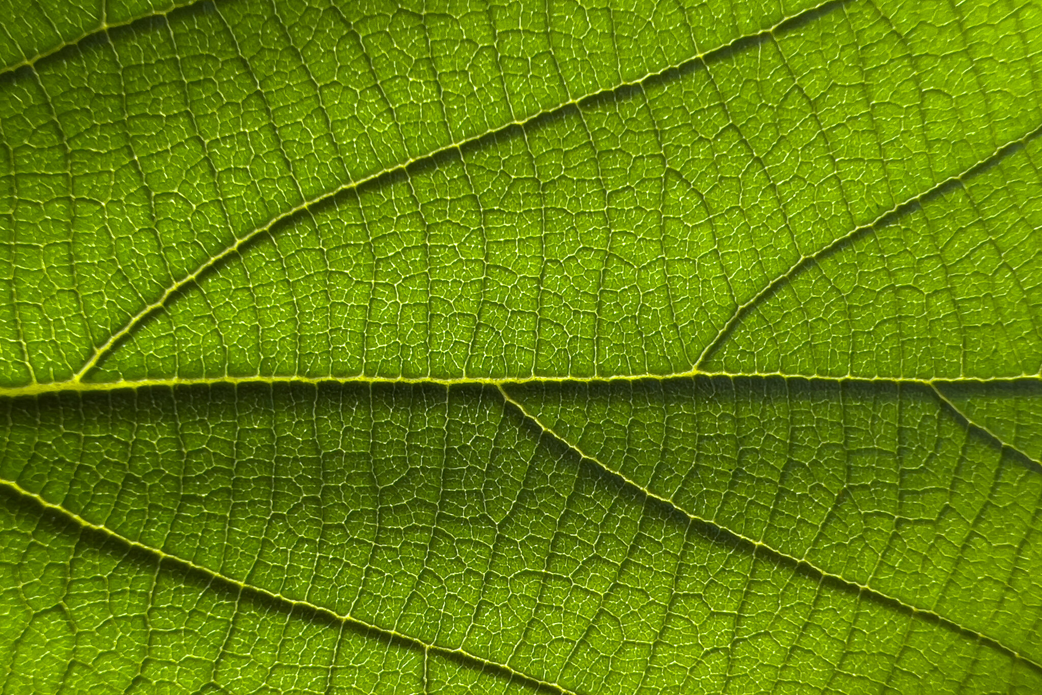 苹果发布 watchOS 7 第三个公测版 苹果发布 watchOS 7 第三个公测版