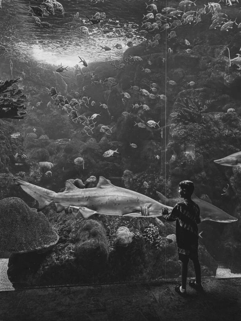 苹果放弃斯德哥尔摩 Apple Store 建设计划 苹果放弃斯德哥尔摩 Apple Store 建设计划