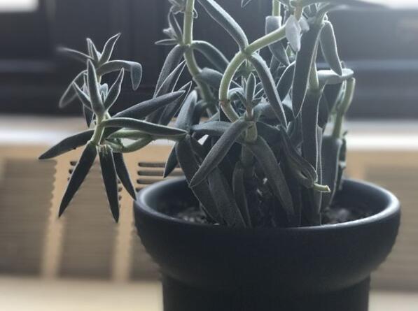 最新 iPhone 14 Pro 渲染图流出,打孔药丸状设计! 最新 iPhone 14 Pro 渲染图流出,打孔药丸状设计!