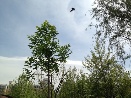 关机也能找到 苹果Find My iPhone将升级 关机也能找到 苹果Find My iPhone将升级